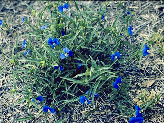 Commelina erecta var. angustifolia (Whitemouth dayflower) #3531