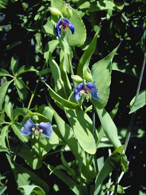 Tinantia anomala (False dayflower) #3532