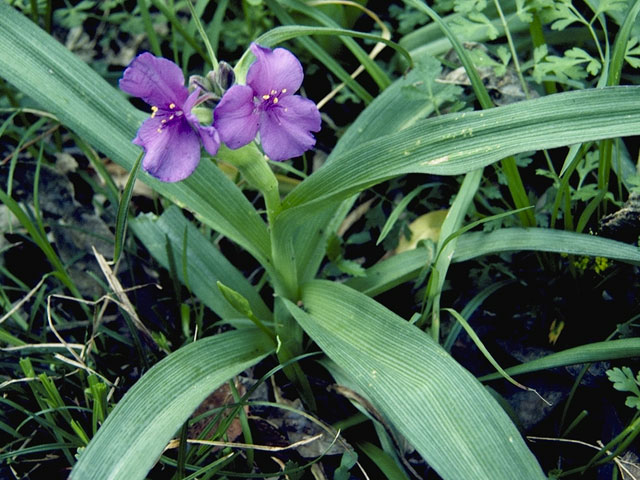 Tradescantia ohiensis (Ohio spiderwort) #3566