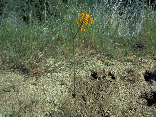 Erysimum capitatum var. perenne (Sanddune wallflower) #3606