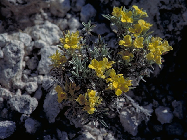 Lesquerella arizonica (Arizona bladderpod) #3630