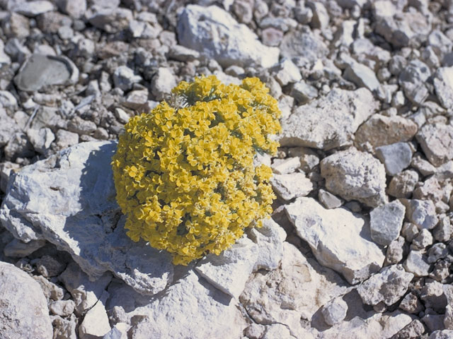 Lesquerella arizonica (Arizona bladderpod) #3631