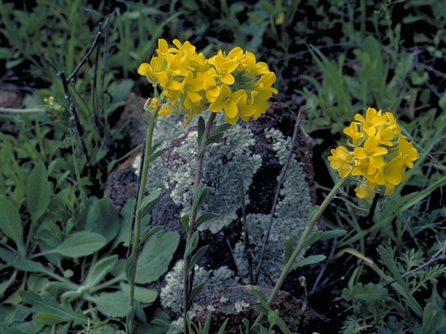 Lesquerella engelmannii (Engelmann's bladderpod) #3636