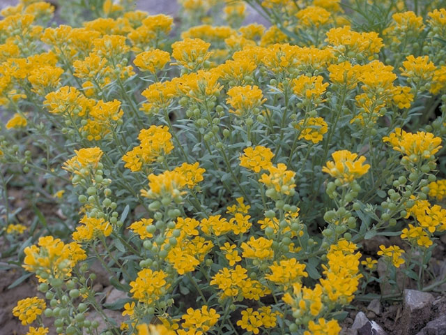 Lesquerella engelmannii (Engelmann's bladderpod) #3637