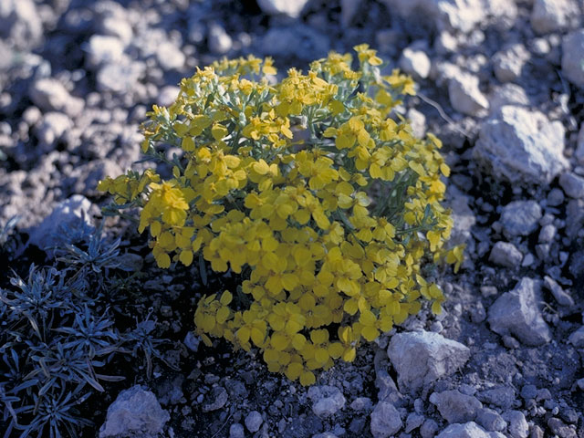 Lesquerella gordonii (Gordon's bladderpod) #3642