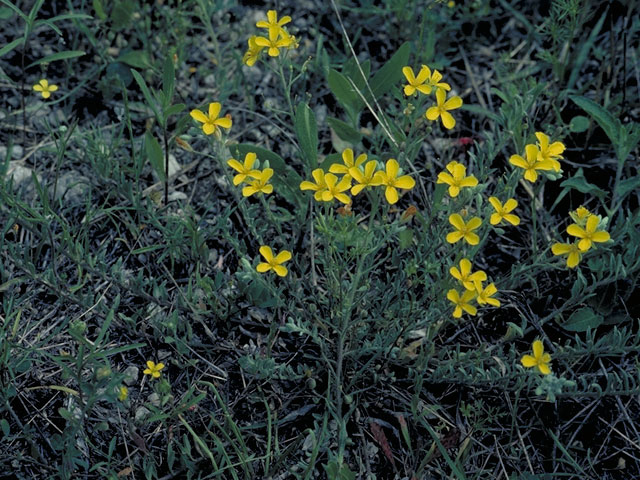 Lesquerella sessilis (Sessile bladderpod) #3660