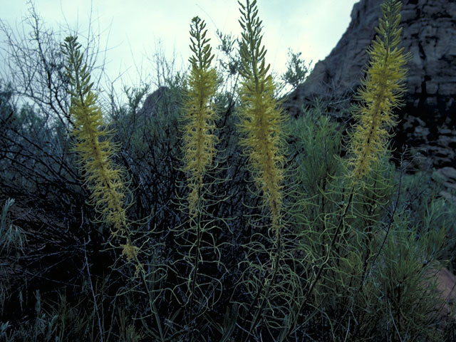 Stanleya pinnata (Desert princes' plume) #3680