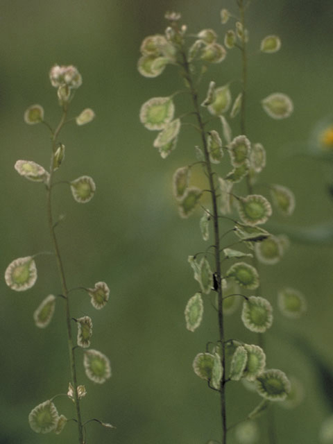 Thysanocarpus curvipes (Sand fringepod) #3702