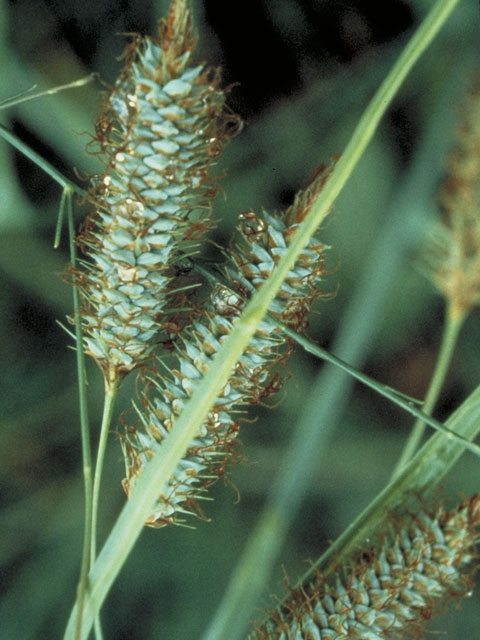 Carex glaucescens (Southern waxy sedge) #3730