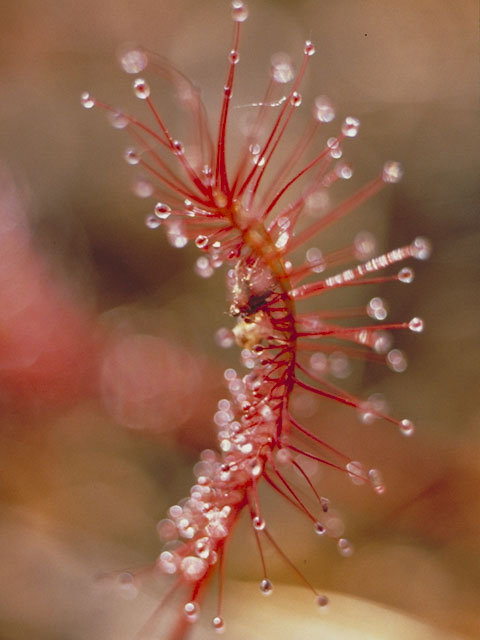 Drosera anglica (English sundew) #3778