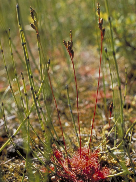 Drosera rotundifolia (Roundleaf sundew) #3793