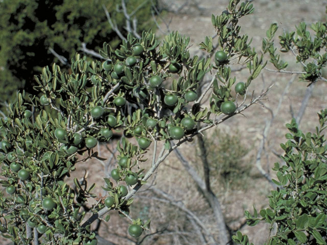 Diospyros texana (Texas persimmon) #3801