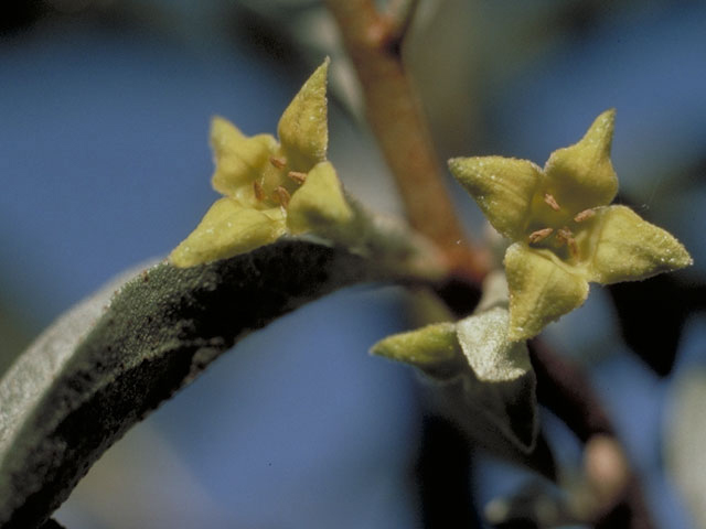 Elaeagnus commutata (Silverberry) #3807