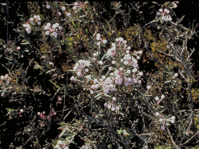 Andromeda polifolia (Bog rosemary) #3814