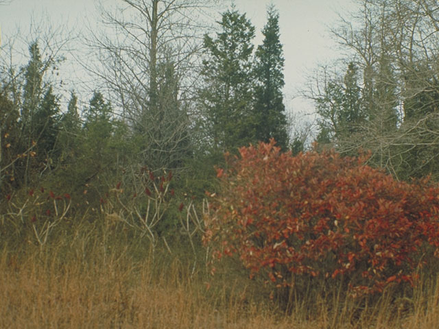 Gaylussacia baccata (Black huckleberry) #3863