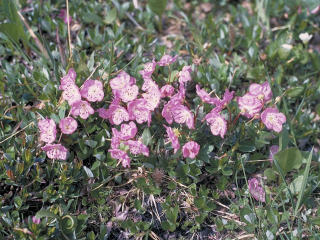 Kalmia polifolia (Bog laurel) #3874