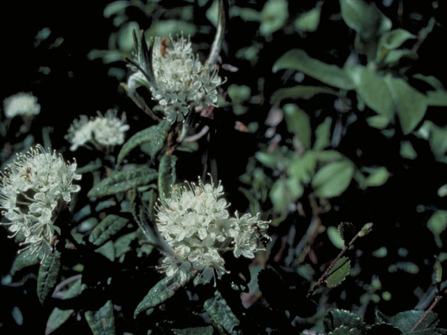 Ledum palustre (Marsh labrador tea) #3878