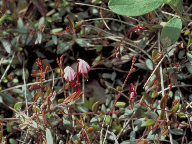 Vaccinium oxycoccos (Small cranberry) #3891