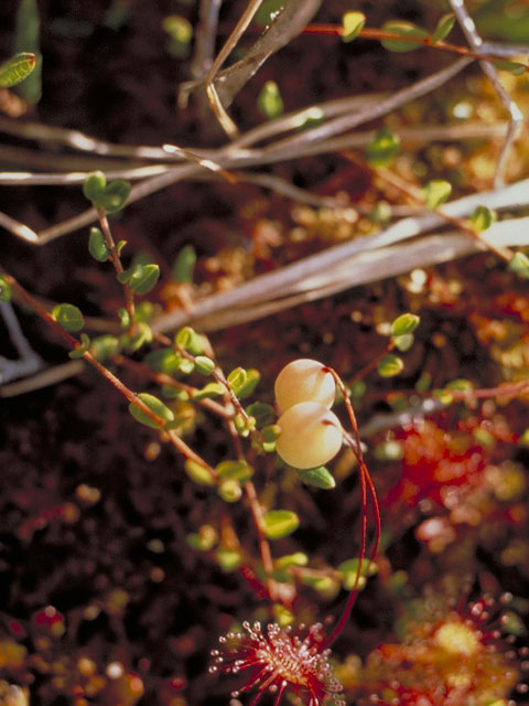 Vaccinium oxycoccos (Small cranberry) #3892