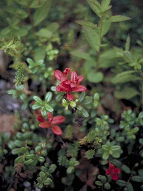 Vaccinium oxycoccos (Small cranberry) #3893