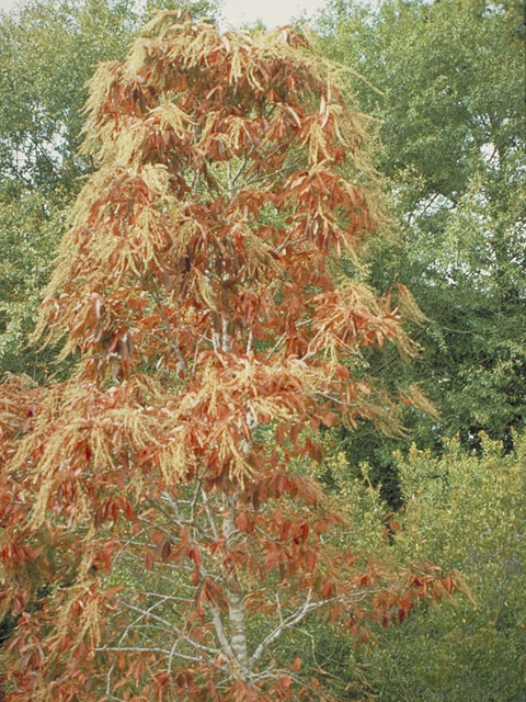 Oxydendrum arboreum (Sourwood) #3895