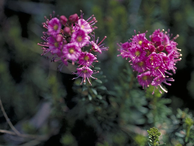 Phyllodoce breweri (Purple mountainheath) #3902