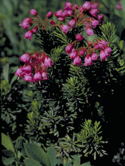 Phyllodoce empetriformis (Pink mountain heath) #3904