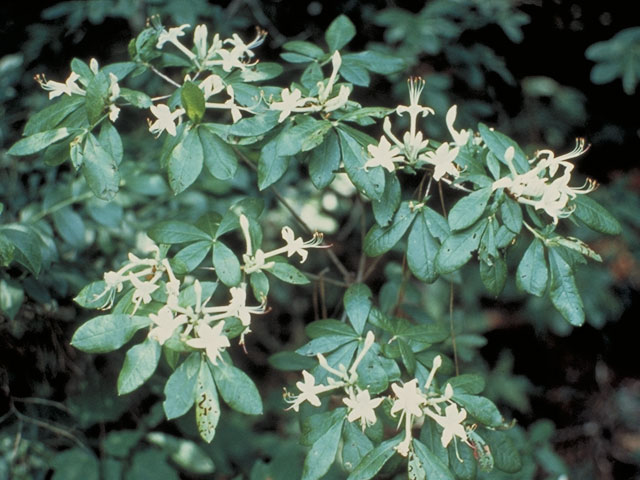 Rhododendron oblongifolium (Texas azalea) #3942