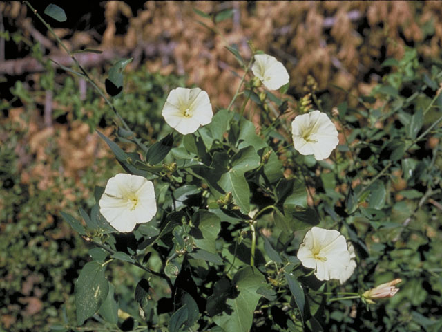 Calystegia longipes (Paiute false bindweed) #3998