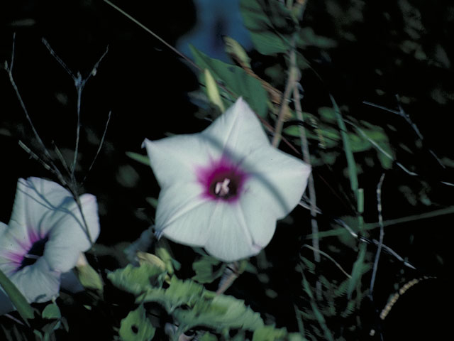 Ipomoea pandurata (Man of the earth) #4042