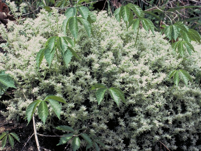 Sedum glaucophyllum (Cliff stonecrop) #4127