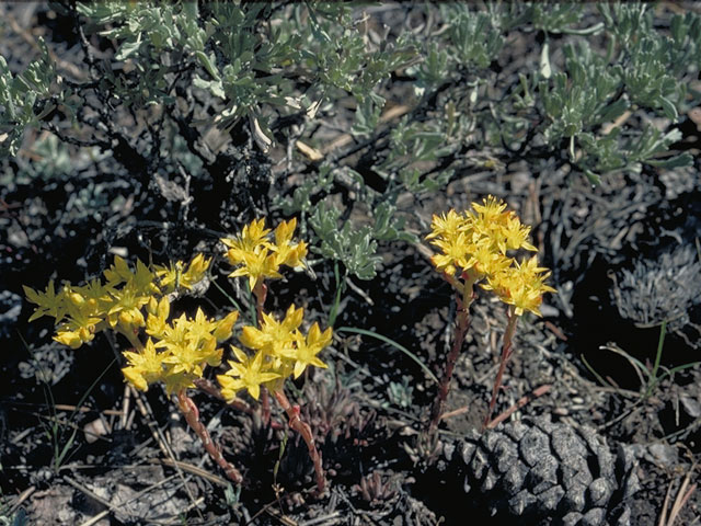 Sedum leibergii (Leiberg stonecrop) #4133