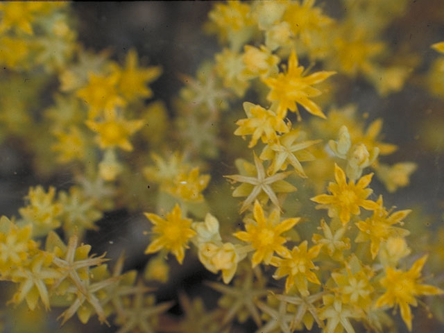 Sedum nuttallianum (Yellow stonecrop) #4134