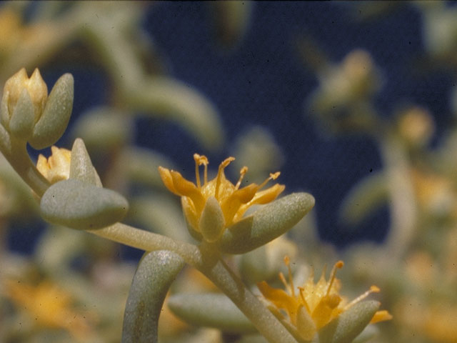 Sedum nuttallianum (Yellow stonecrop) #4137