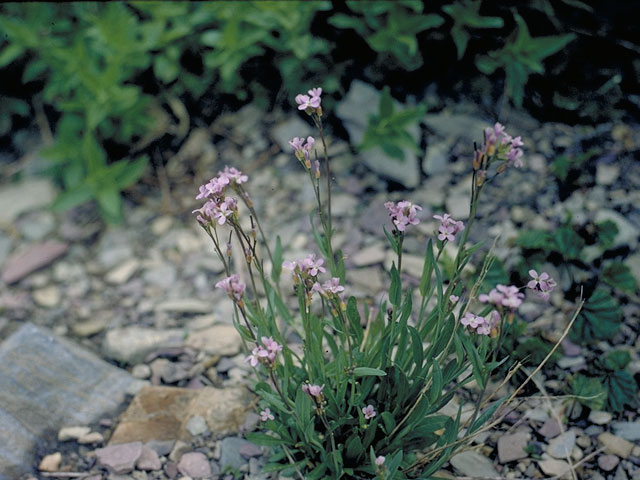 Arabis holboellii (Holboell's rockcress) #4156