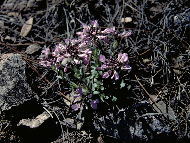 Arabis lyallii (Lyall's rockcress) #4157