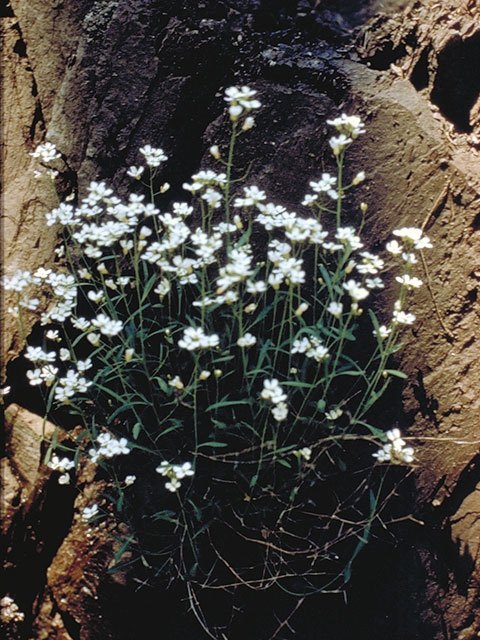 Arabis lyrata (Lyrate rockcress) #4160