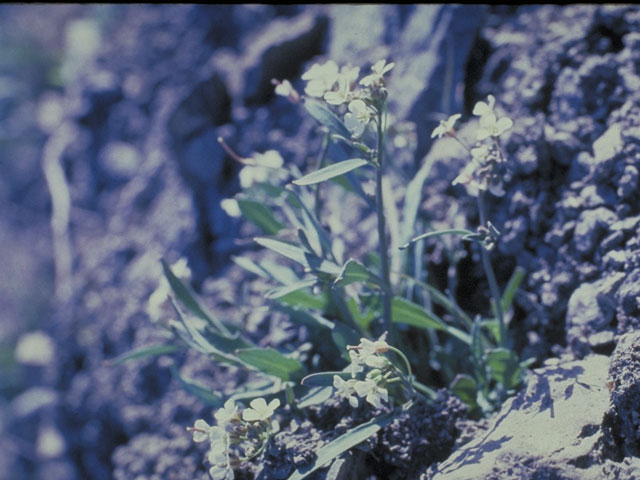 Arabis kamchatica (Kamchatica rockcress) #4162