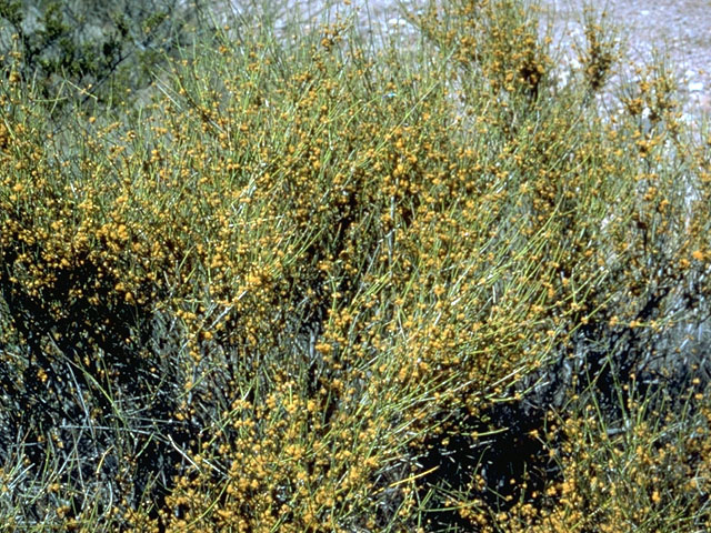 Ephedra torreyana (Torrey's jointfir) #16779