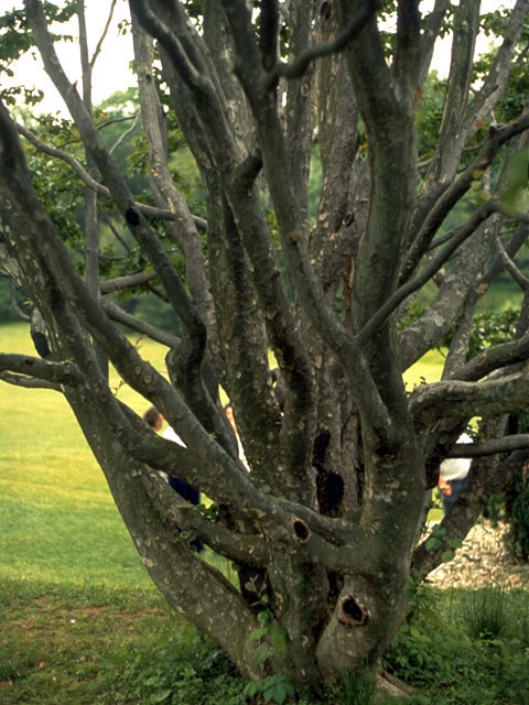 Pinus flexilis (Limber pine) #16789