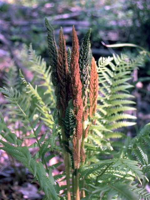 Osmunda cinnamomea (Cinnamon fern) #16826