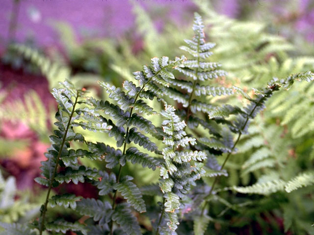 Dryopteris cristata (Crested woodfern) #16832