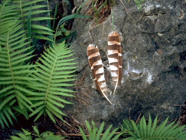 Thelypteris kunthii (Wood fern) #16842