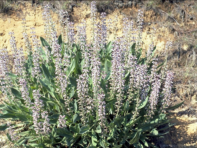 Lupinus villosus (Lady lupine) #4231