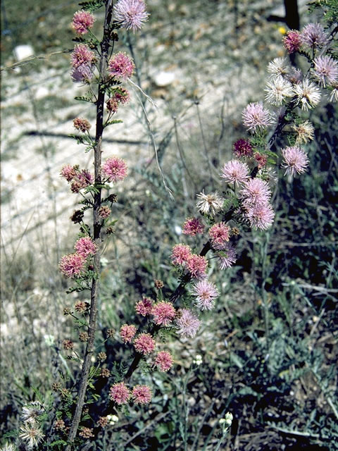 Mimosa borealis (Fragrant mimosa) #4253