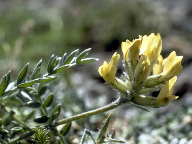 Oxytropis campestris (Field locoweed) #4263