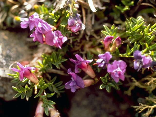 Oxytropis nigrescens (Blackish oxytrope) #4264