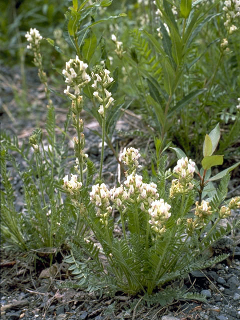 Oxytropis borealis var. viscida (Viscid locoweed) #4277