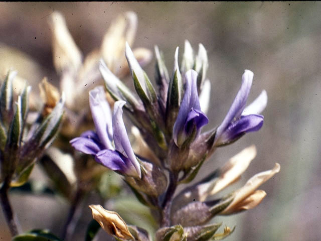 Pediomelum cuspidatum (Indian-turnip) #4318