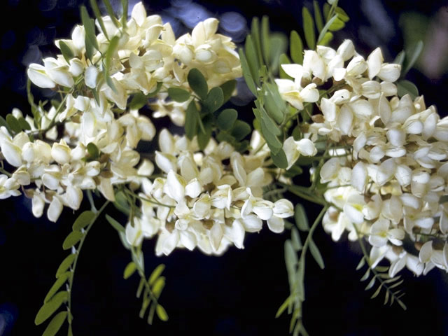 Robinia pseudoacacia (Black locust) #4349